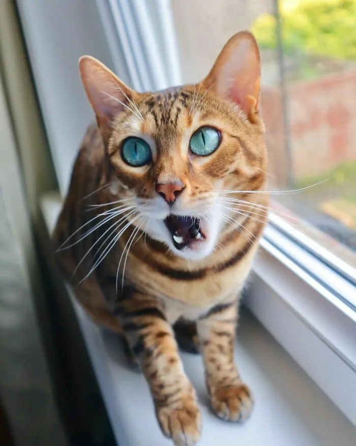 Luna Surprised