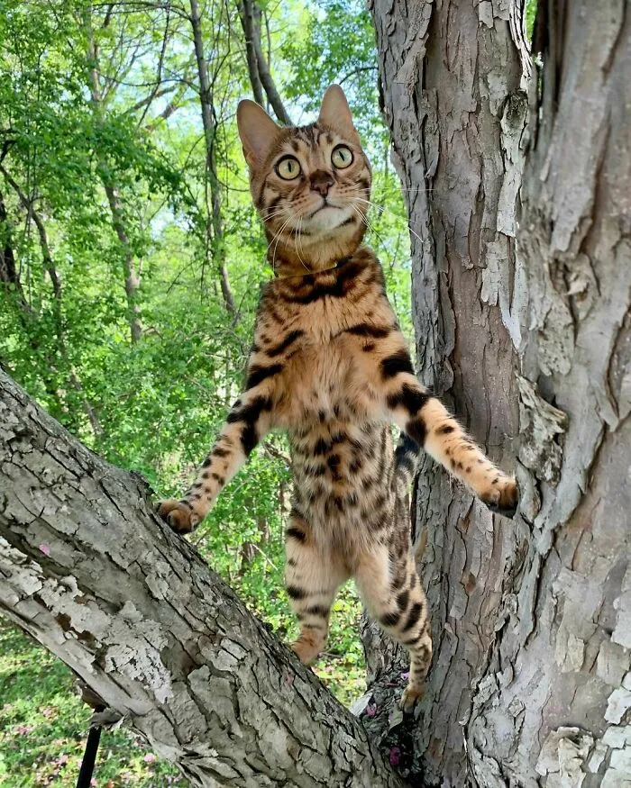 Bengal Cat Marley