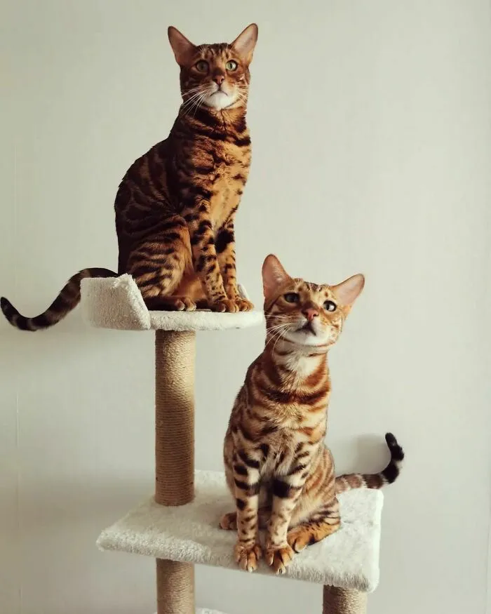 Whiskey & Toffee