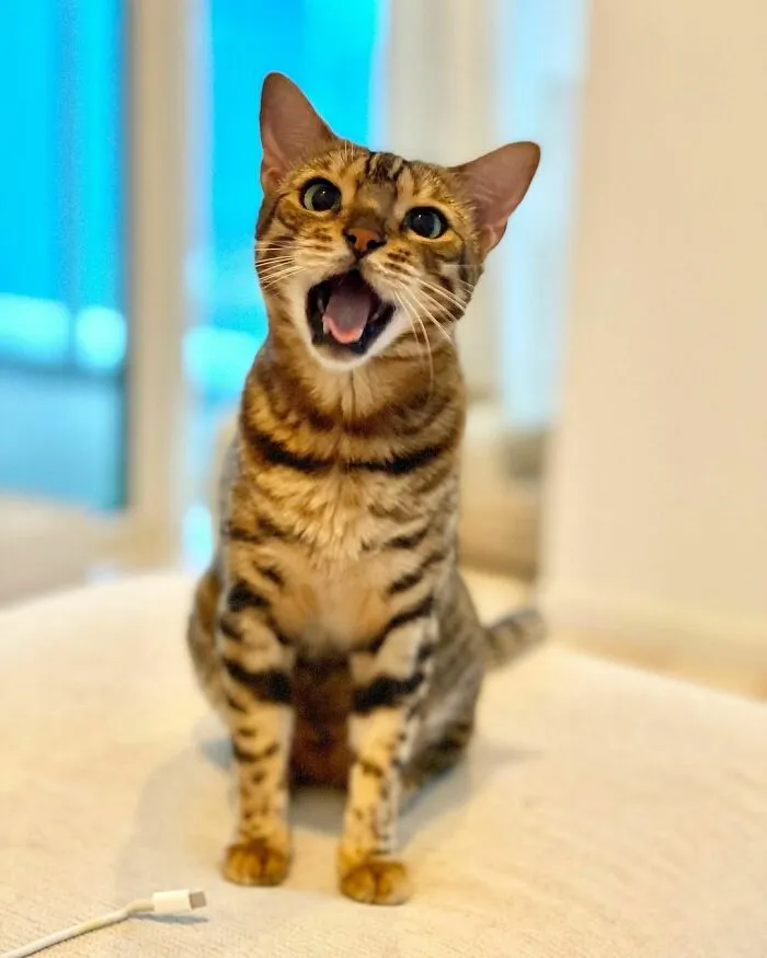 Cute Bengal From Japan