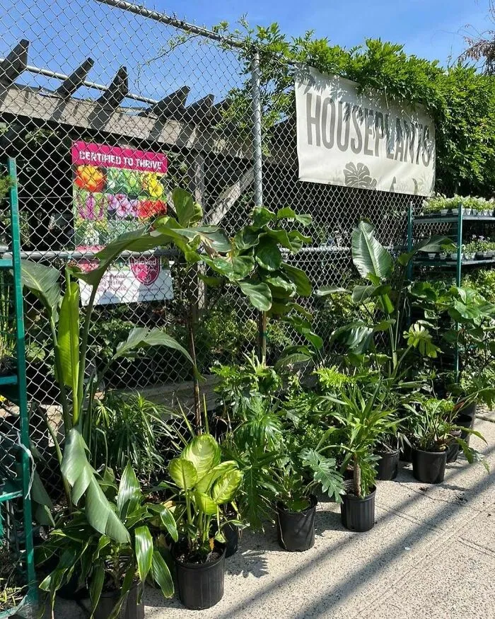 Free House Plants Outside Chelsea Garden Center