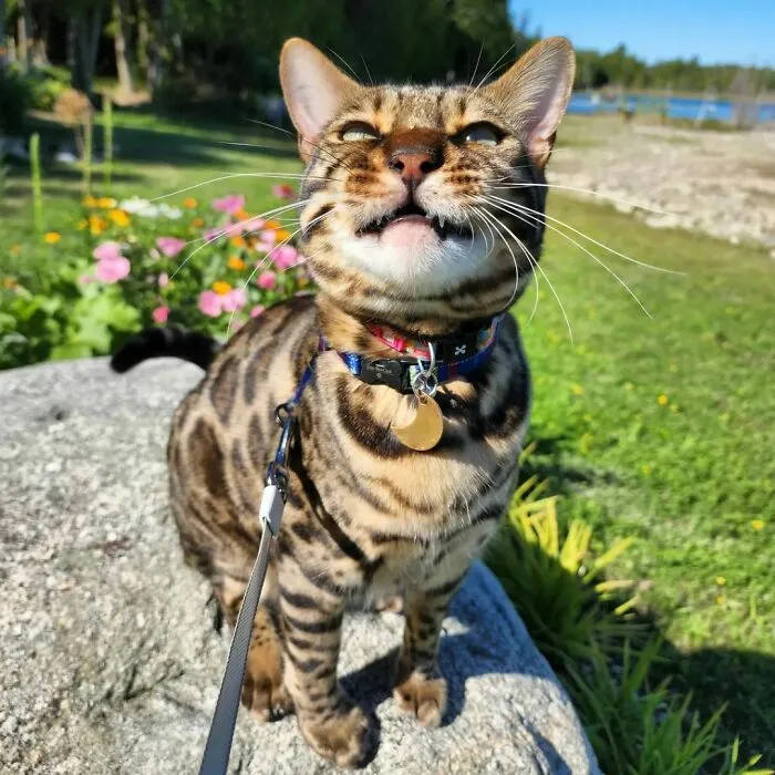 Pixel The Bengal