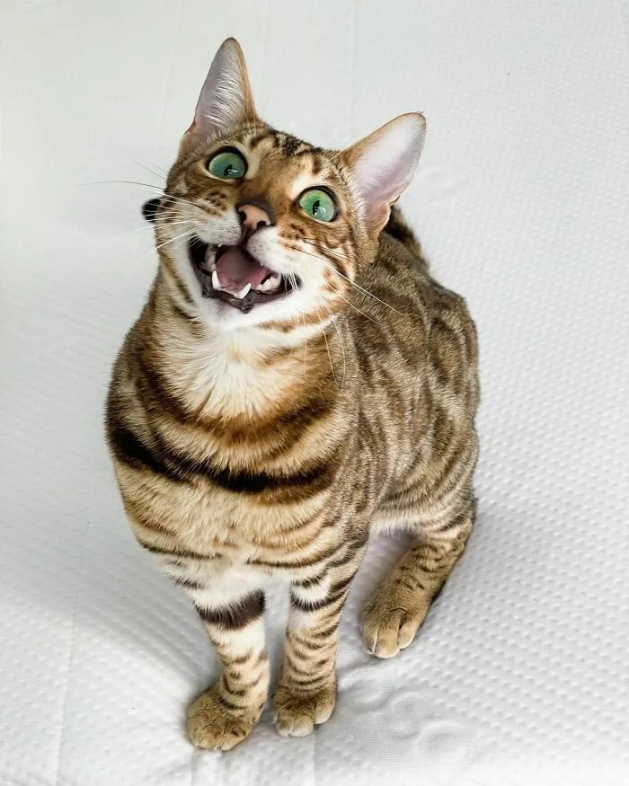 Bengal Cat Named Lokai