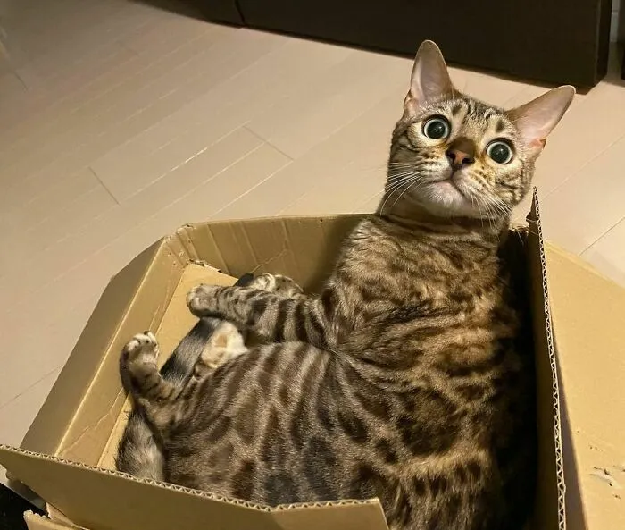 Rum The Bengal Cat