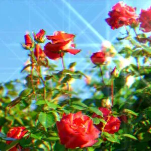 RedRoses99