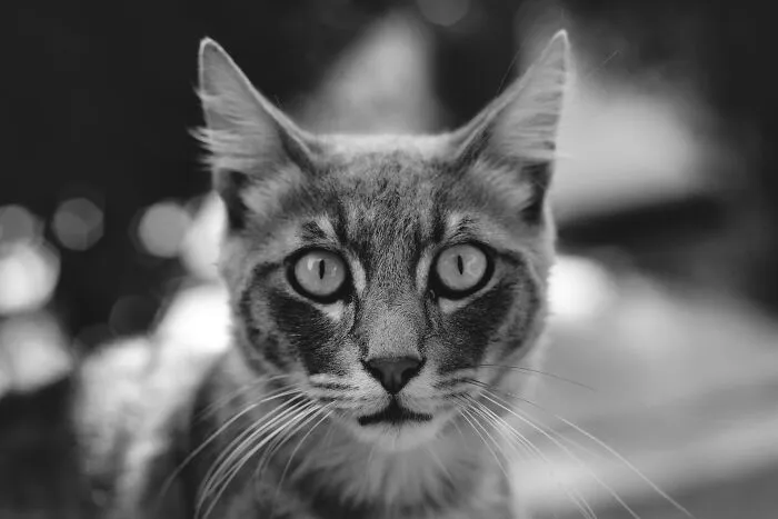 Eyes