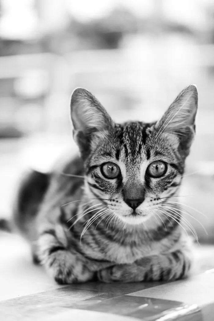 Stray Kitten