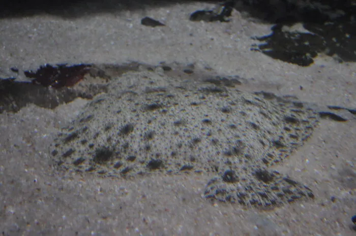 Manta Or Stingray? Taken At An Aquarium
