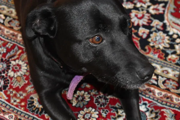 Technically My Mum's Dog