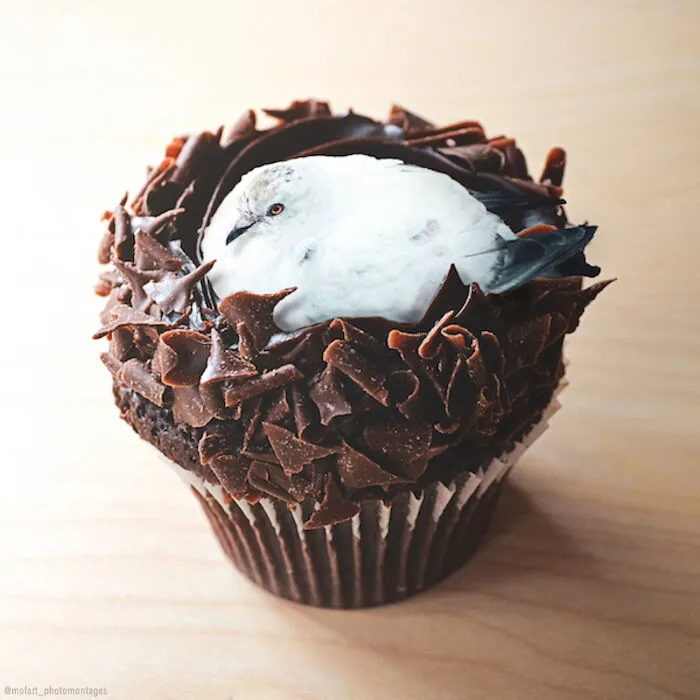 Duckolate Cupcake
