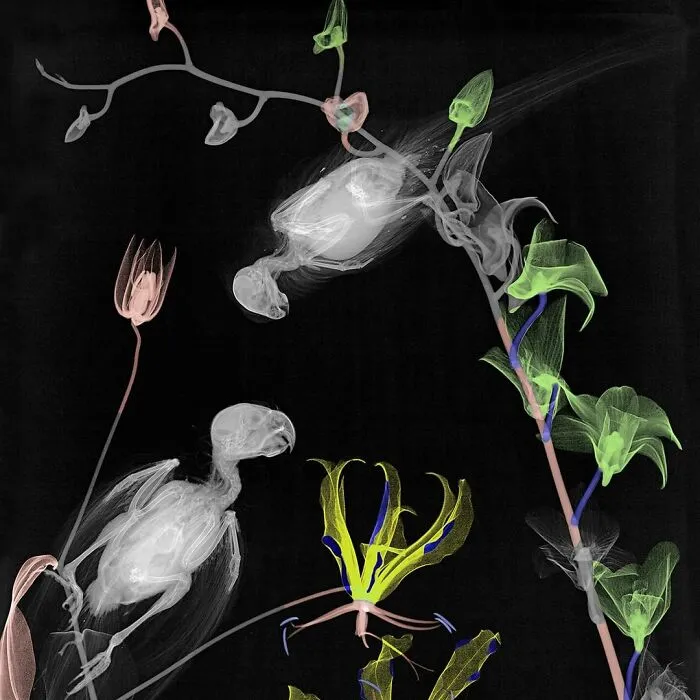 Parakeets On Orchid And Gloriosa