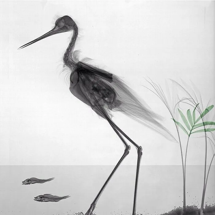 Black-Winged Stilt