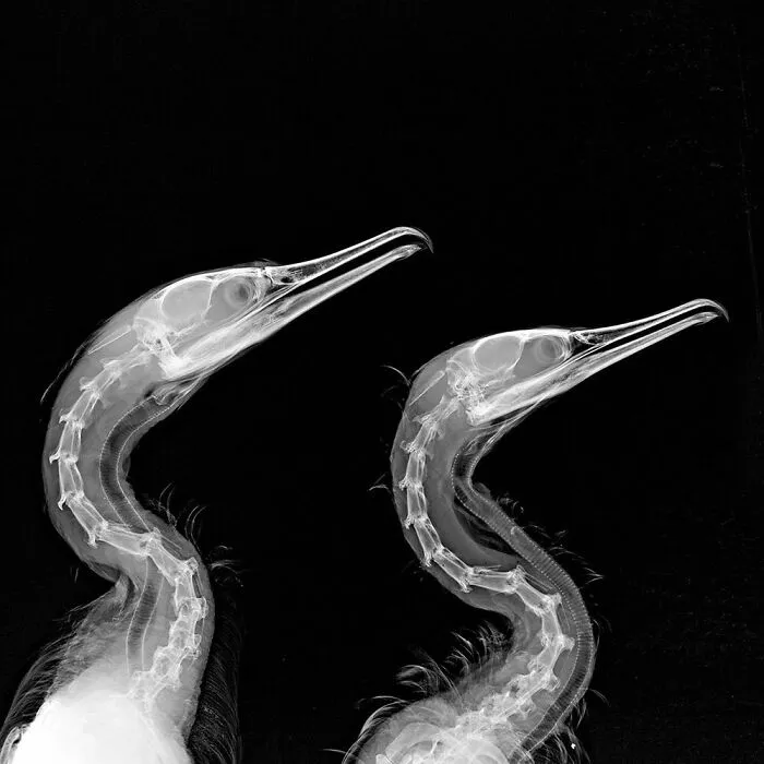 Cormorants