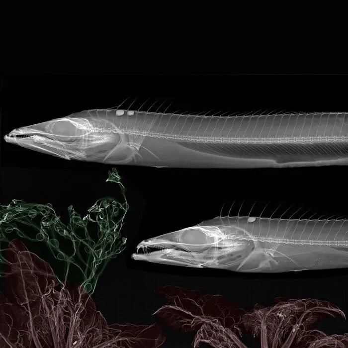 Cutlassfish