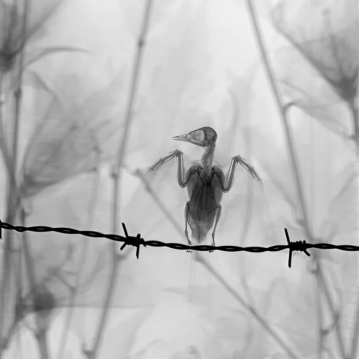 Barn Swallow