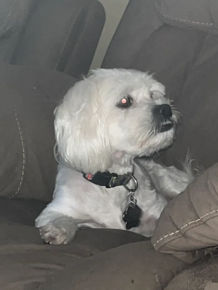 My Shih Tzu Mix!
