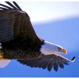 SoaringEagle