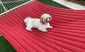 “Hey Pandas, Show Me The Best Pic Of Your Dog”