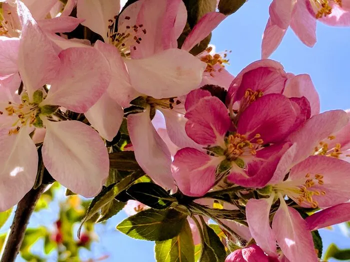 Crabapple