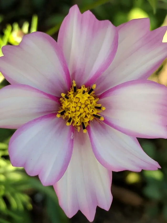 Cosmos