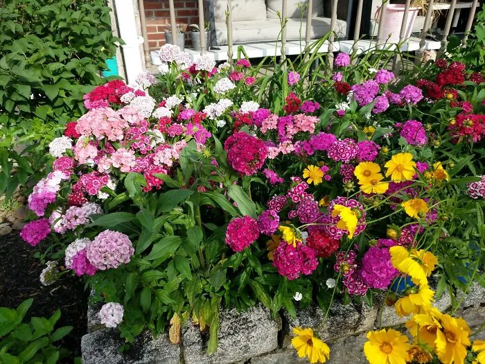 Sweet William And Tickweed
