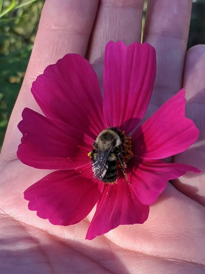 Cosmos