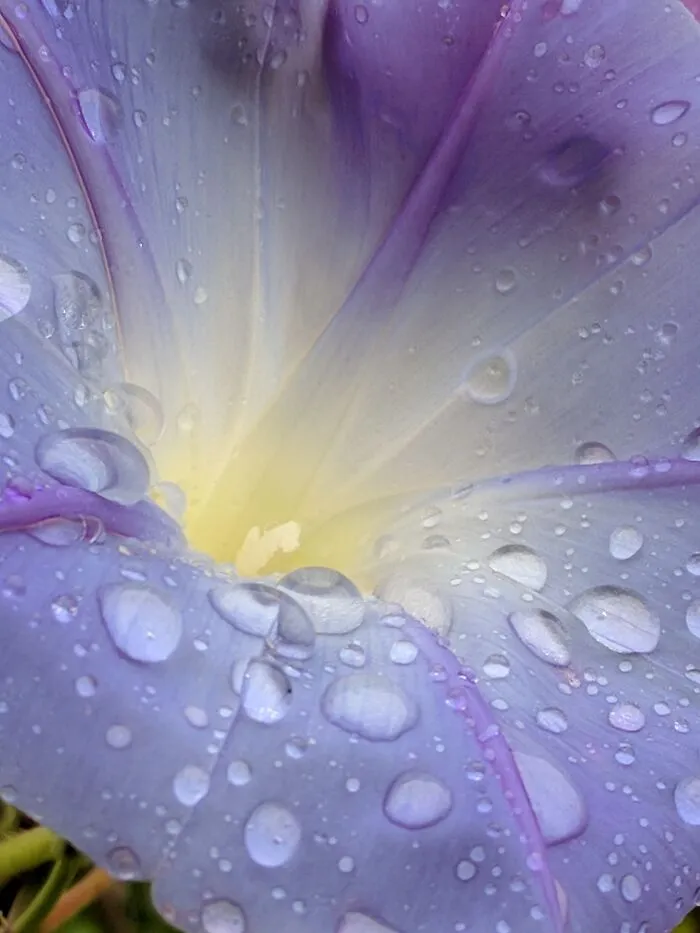 Morning Glory