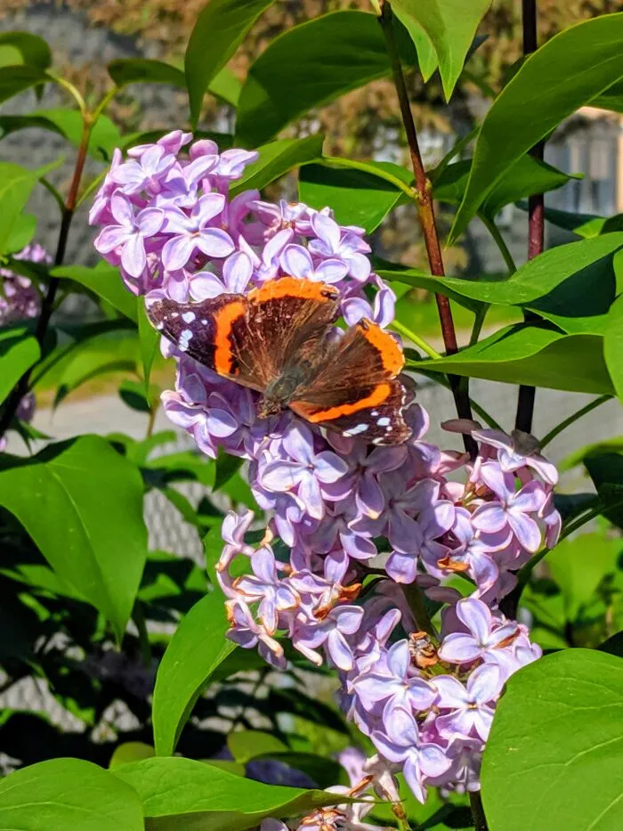 Lilac