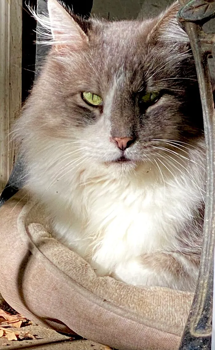 Feral, Not So Feral Cat, Ghost