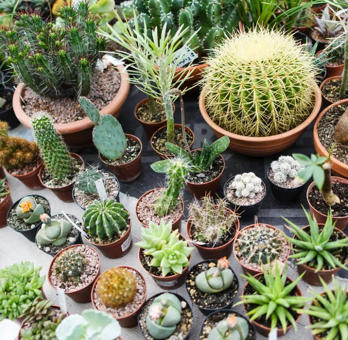 Baby Cacti!!!!