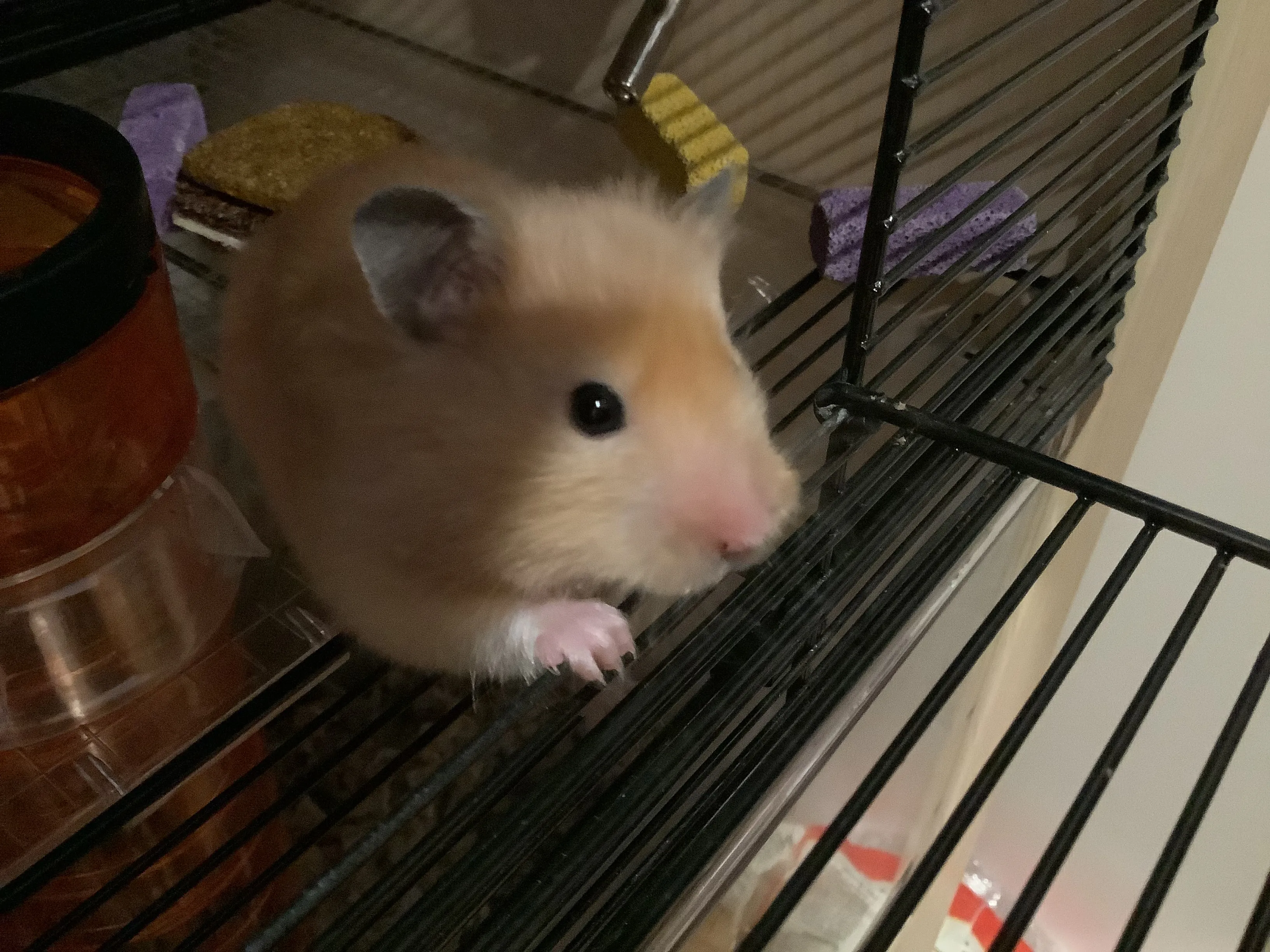 Hey Pandas! Draw My Hamster!