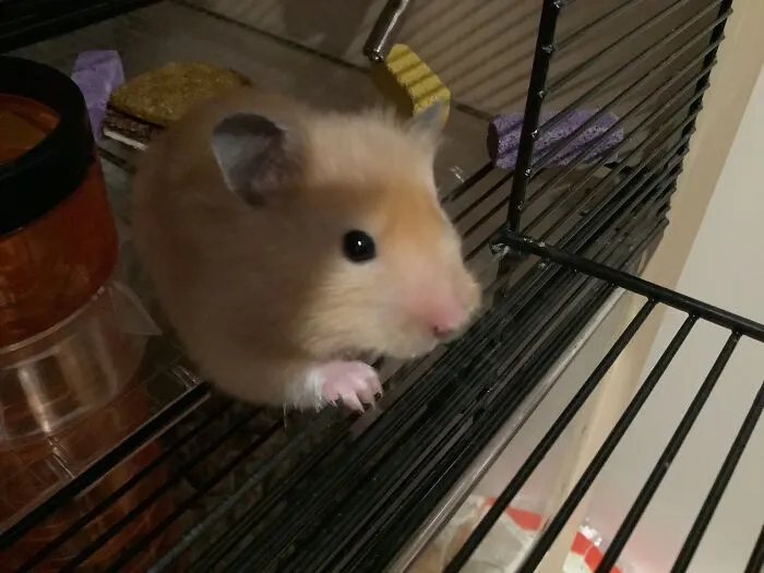 Marshmallow