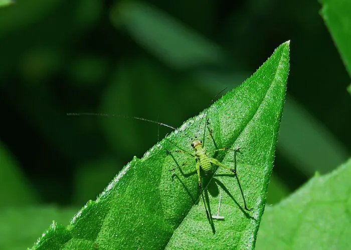 I Don't Know What Species This Little Jiminy 