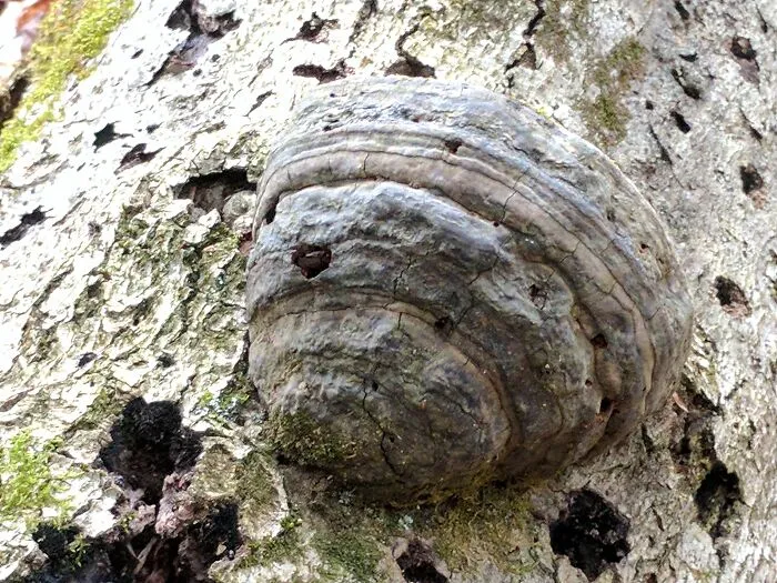 The Fungus Among Us: Can You Identify Some Of These Spores? (38 Pics)