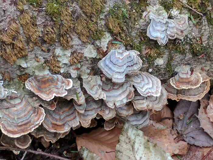 The Fungus Among Us: Can You Identify Some Of These Spores? (38 Pics)