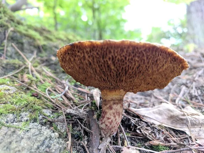 The Fungus Among Us: Can You Identify Some Of These Spores? (38 Pics)
