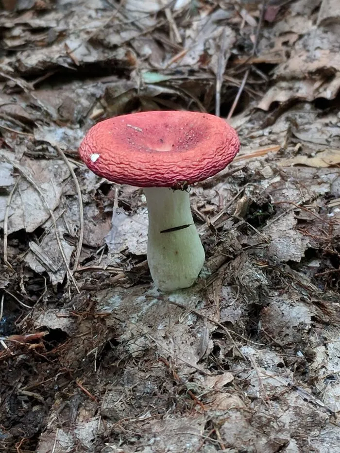 The Fungus Among Us: Can You Identify Some Of These Spores? (38 Pics)