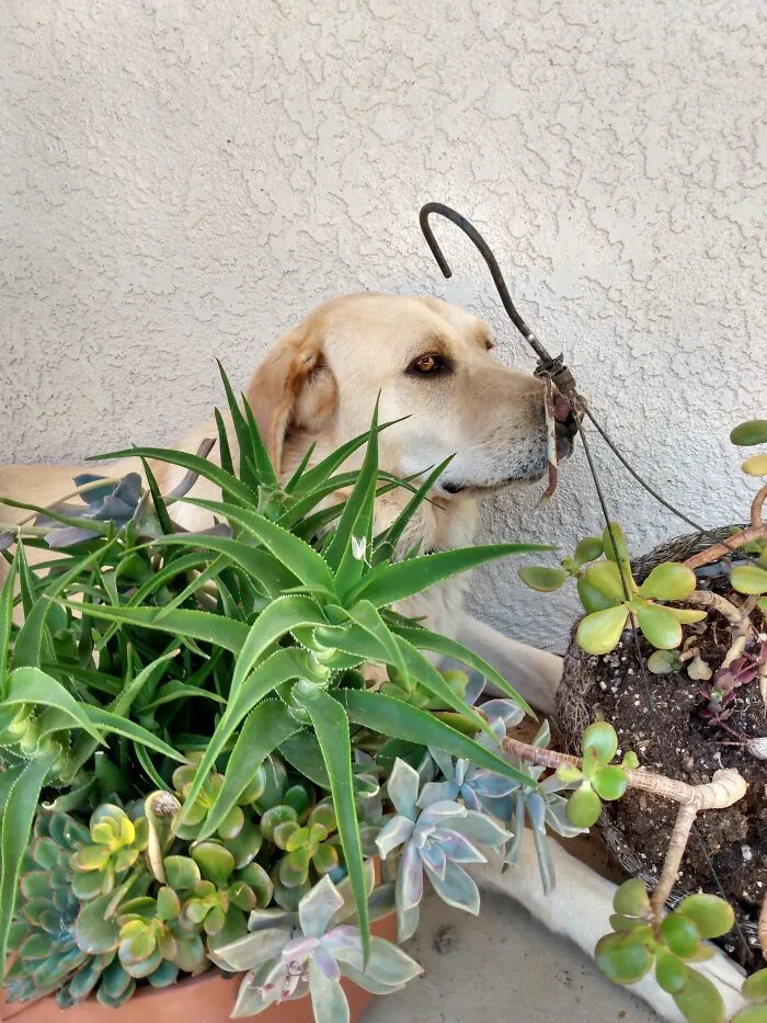 Dog? What Dog?