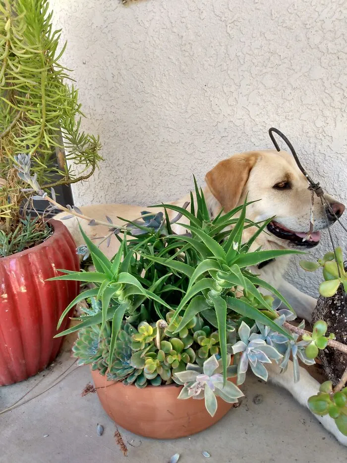 The Plants In The Front Are My Thriving Ones, I Could Show My Current Ones- But Then I'd Probably Be Downvoted For Negligence