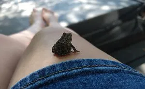 Hey Pandas, Post Your Pet Frogs Or Frogs You’ve Found