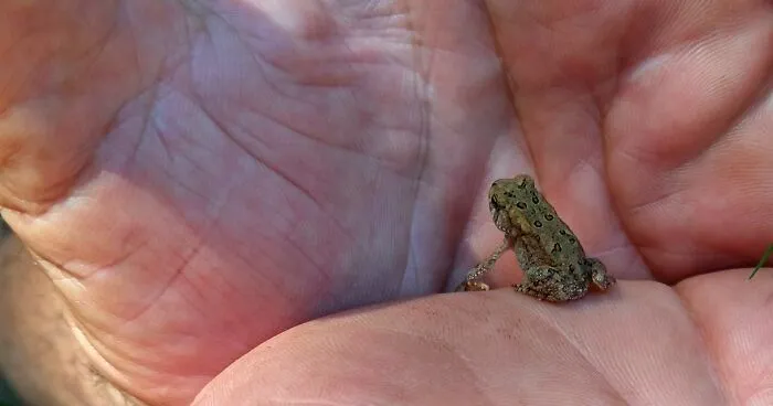 Fowler’s Toad (Anaxyrus Fowleri)_yellow River State Forest_2022-08