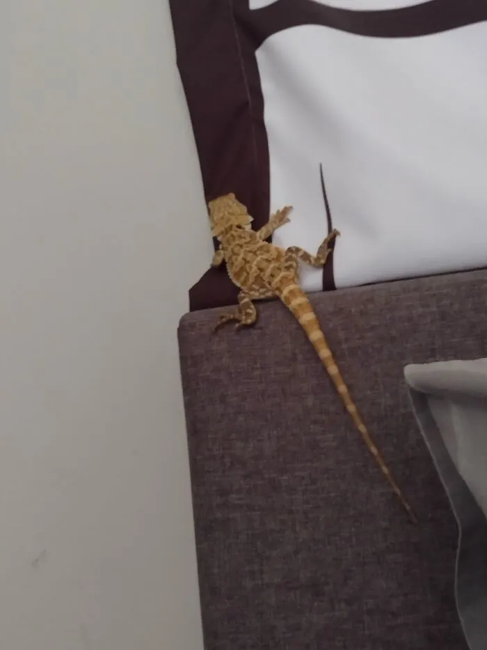 My Beardie Is Training To Climb Mount Everest