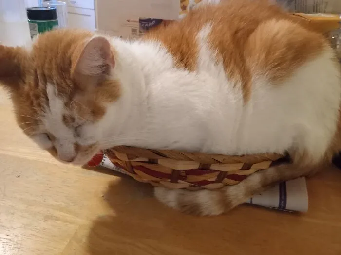 If It Fits, I Sits.  Tommy-O, Aka Da Catfaddah