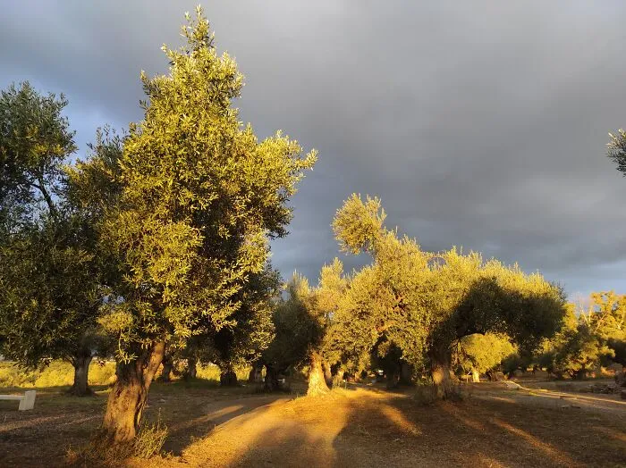 Before The Rain