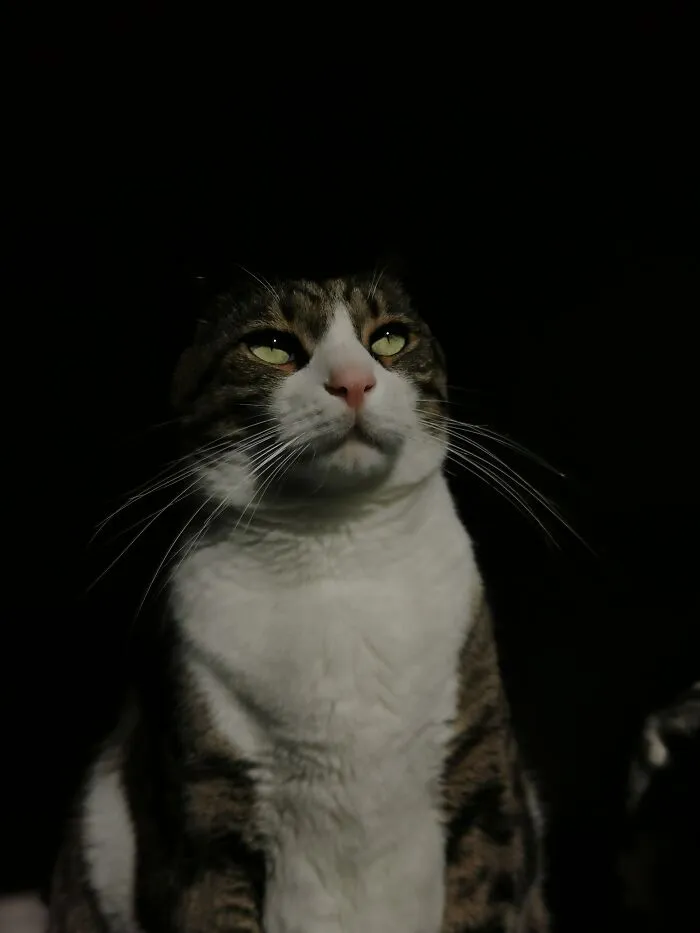 My Cat