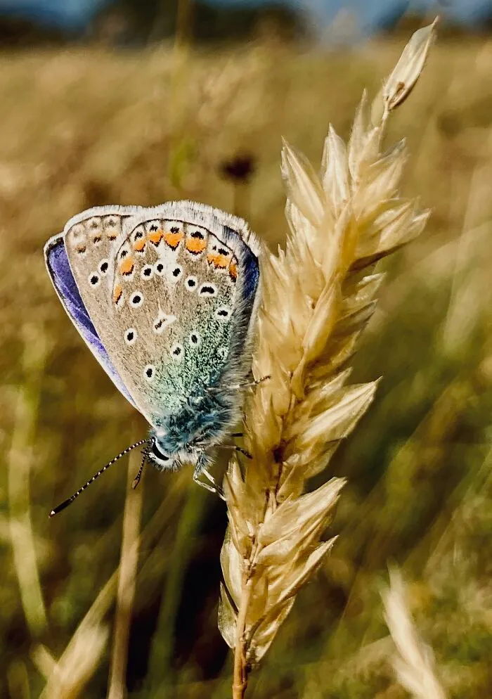 Butterfly - In Danish "Blåfugl"
