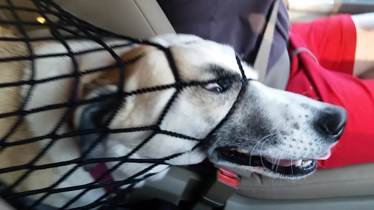 Derpy Dogs To Make Your Day Happier!