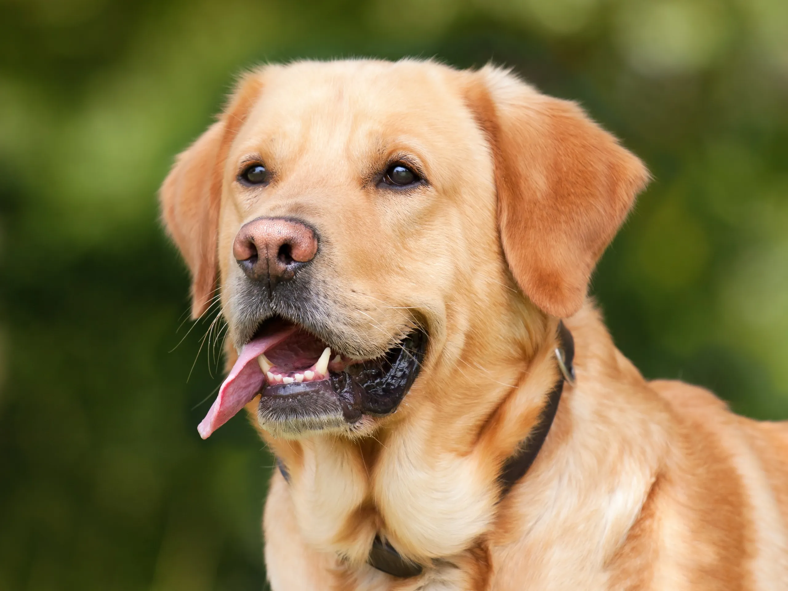 Labrador Retriever Dog Breed Facts
