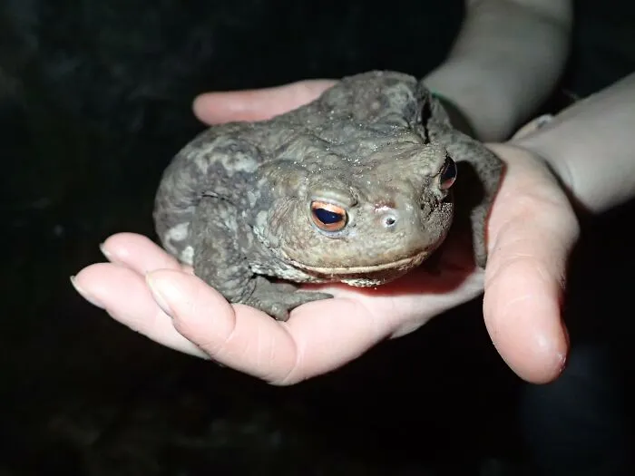 I Found It Near To A Cave Entrance In Italy,  It Was So Slow, Fat And Adorable