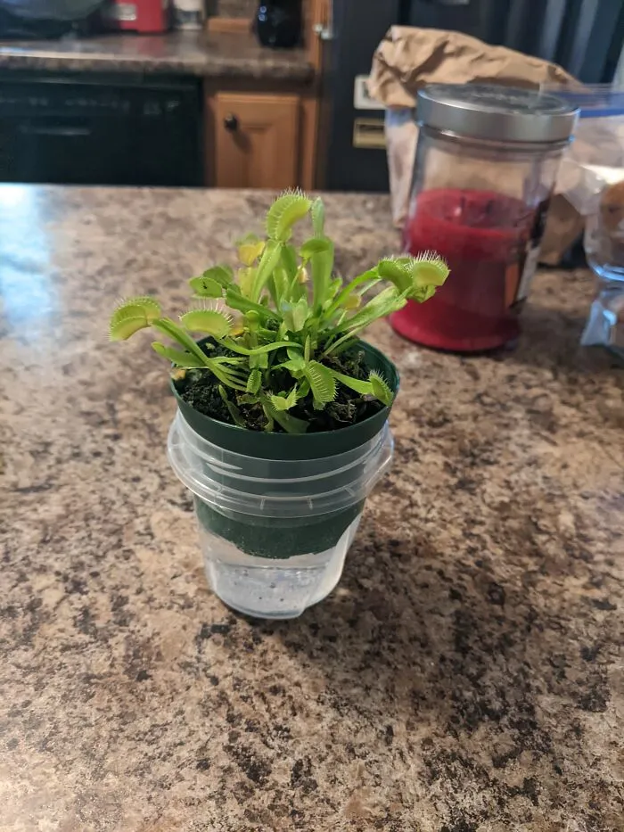 I Present My Son(S?)